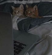 Image result for Cat Couple Cuddling