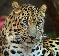 Image result for Wildflower Leopard Case