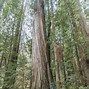 Image result for Trillium California Redwood Forest