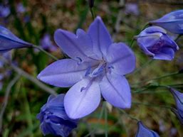 Image result for Triteleia laxa Silver Queen