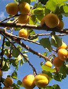 Image result for Self-Pollinating Dwarf Fruit Trees