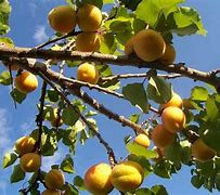 Image result for Self-Pollinating Dwarf Fruit Trees