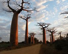 Image result for Tree Grows Upside Down