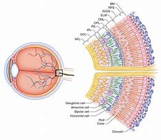 Image result for Retinal Layers Anatomy