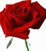 Image result for Red Rose Bouquet PNG