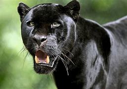 Image result for Panther Face