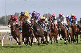 Image result for Thoroughbred Racing Photos