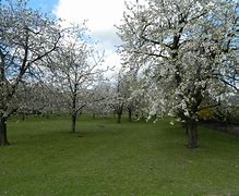 Image result for Prunus avium Early Rivers