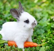 Image result for Rabbit iPhone Case