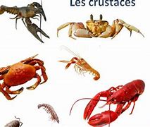 Image result for Quels Sont Les Crustaces