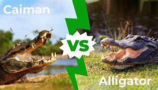 Image result for Difference Between Caiman and Alligator