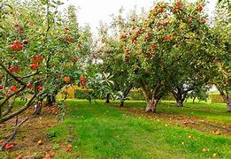 Image result for Fruit Tree Gardening