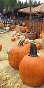 Image result for apple hill pumpkins patches