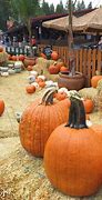Image result for Apple Hill Southern California