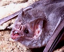 Image result for Angry Vampire Bat