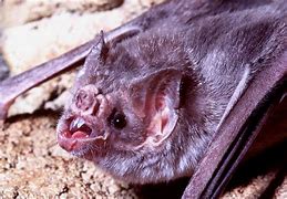 Image result for Vampire Bat Teeth