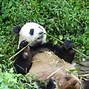 Image result for Giant Panda Tail
