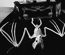 Image result for Bat Skeleton Halloween Prop