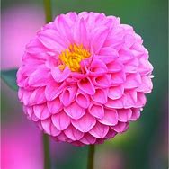 Image result for Dahlia Pink Allegro