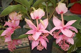 Image result for Medinilla magnifica