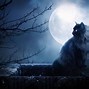Image result for Moon Cat Art