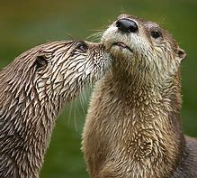 Image result for Otter Pictures