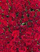 Image result for Rose Red Solid Background
