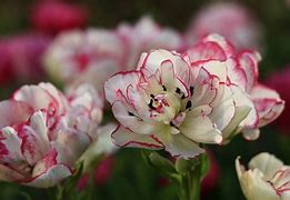 Tulipa Belicia-साठीचा प्रतिमा निकाल