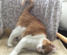 Image result for Strong Chonker