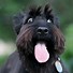 Image result for Funny Scottish Terrier