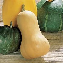 Image result for Organic Butternut Squash
