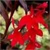 Image result for Cardinal Flower Vine