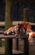 Image result for Arasuka Tiger Claw