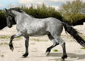 Image result for Tobaden Horse