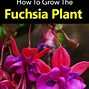 Image result for Fuchsia Plant Care