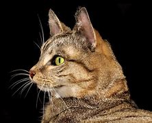 Image result for Domestic Cat Taxidermy