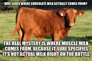 Image result for Angry Cow Meme