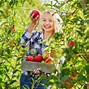 Image result for Apple Picking with a Picker