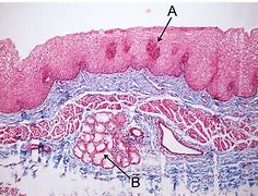 Image result for epitelio