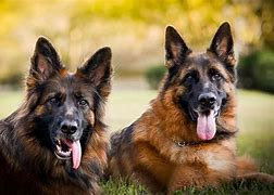 Image result for German Shepherd Dog Colors