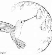 Image result for Hummingbird Clip Art Free for Coloring