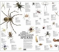 Image result for spiders species australian