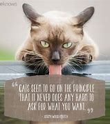Image result for Funny Cat Phrases
