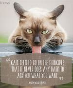 Image result for Cat Lover Quotes Funny