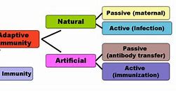 Image result for Natural Medicine vs Pharmaceutical Drugs