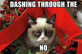 Image result for Holiday Cat Meme