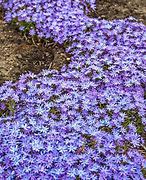 Image result for Low-Growing Ground Cover Plants