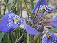 Image result for Iris unguicularis ssp cretensis