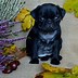Image result for Little Black Pug
