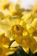 Afbeeldingsresultaten voor Narcissus Winter Starlet